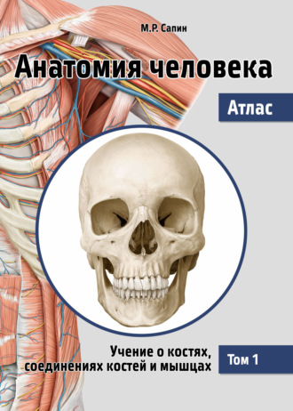 М. Р. Сапин. Анатомия человека. Атлас. Том 1. Учение о костях, соединениях костей и мышцах