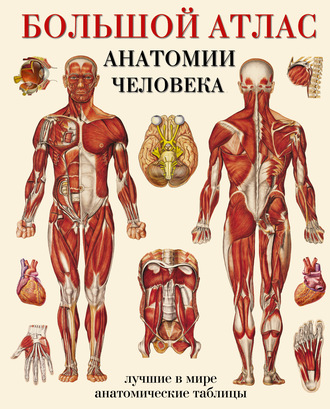 Обложка книги «Большой атлас анатомии человека. Лучшие в мире анатомические таблицы»