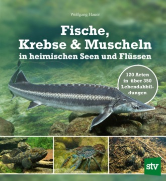 Wolfgang Hauer. Fische, Krebse & Muscheln in heimischen Seen und Fl?ssen