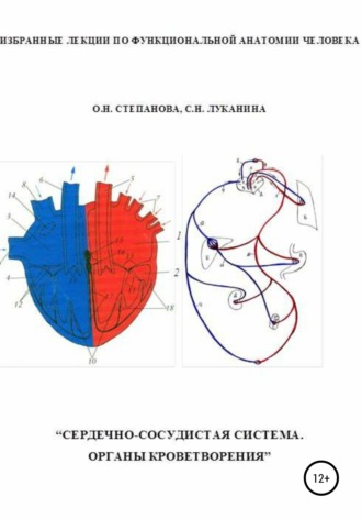 Ольга Николаевна Степанова. Избранные лекции по функциональной анатомии человека. «Сердечно-сосудистая система. Органы кроветворения»