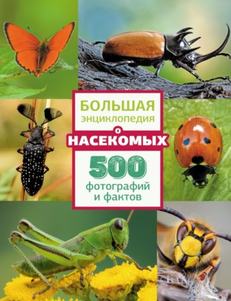 Обложка книги «Большая энциклопедия о насекомых. 500 фотографий и фактов»