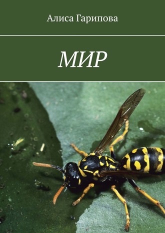 Обложка книги «Мир»