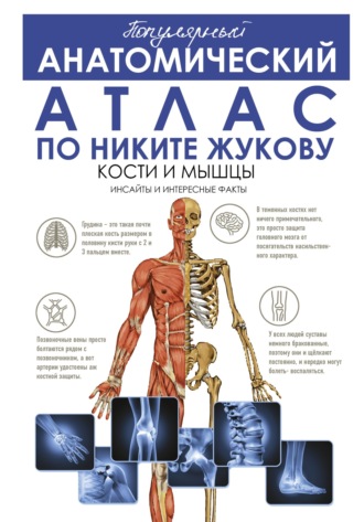 Обложка книги «Популярный анатомический атлас по Никите Жукову. Кости и мышцы. Инсайды и интересные факты»