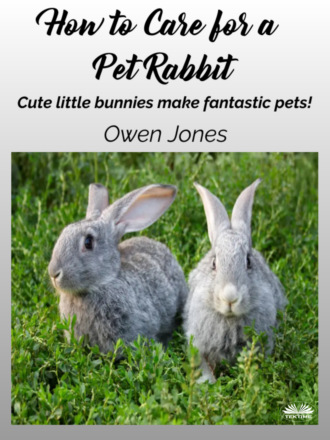 Обложка книги «How To Care For A Pet Rabbit»