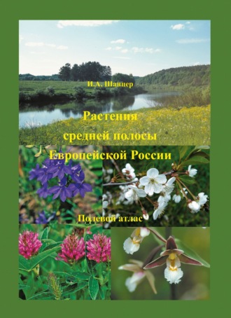Обложка книги «Растения средней полосы Европейской России. Полевой атлас»
