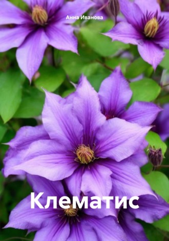 Обложка книги «Клематис»