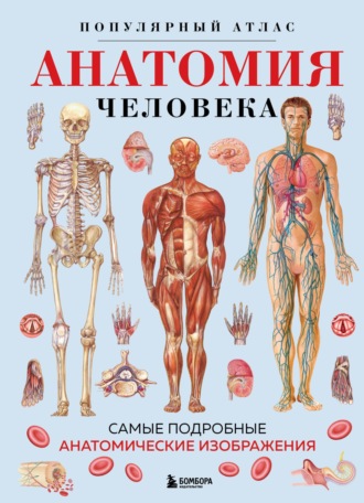 Обложка книги «Анатомия человека. Популярный атлас. Самые подробные анатомические изображения»