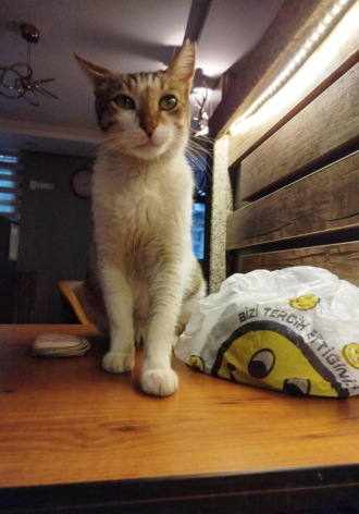 Елена Эсперанса. The Adventures of Nick the Kitten