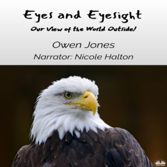 Обложка книги «Eyes And Eyesight»