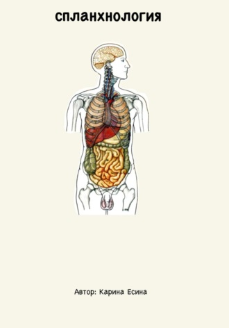 Спланхнология: анатомия внутренних органов. 