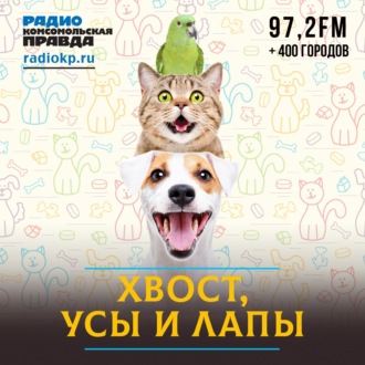 Обложка книги «Сиба-ину: собака-улыбака с характером кошки. Кому подойдет и как воспитывать»