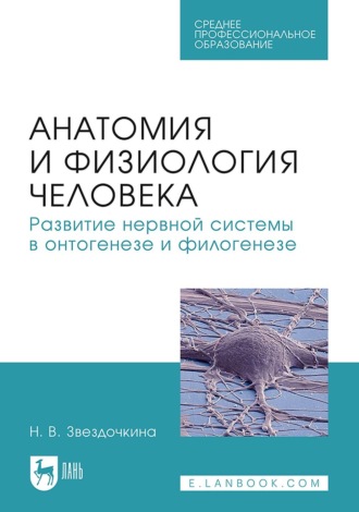 Наталия Звездочкина. Анатомия и физиология человека. Развитие нервной системы в онтогенезе и филогенезе. Учебное пособие для СПО