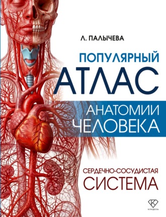 Обложка книги «Популярный атлас анатомии человека. Сердечно-сосудистая система»