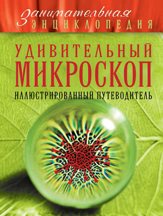 О. Ч. Мазур. Удивительный микроскоп. Иллюстрированный путеводитель