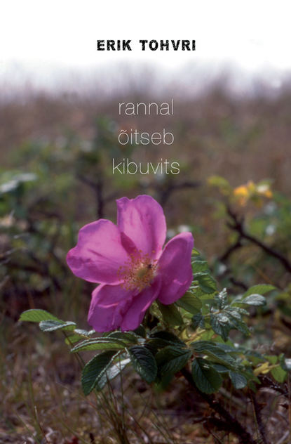 Rannal õitseb kibuvits