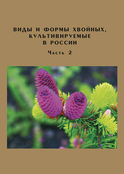 Д. Л. Матюхин — Виды и формы хвойных, культивируемые в России. Часть 2. Picea A. Dietr., Thuja L.