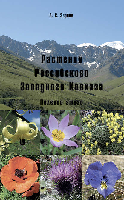 А. С. Зернов — Растения Российского Западного Кавказа. Полевой атлас