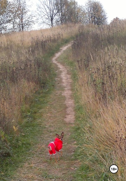 

Проект «Анджела»