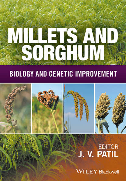 Группа авторов — Millets and Sorghum