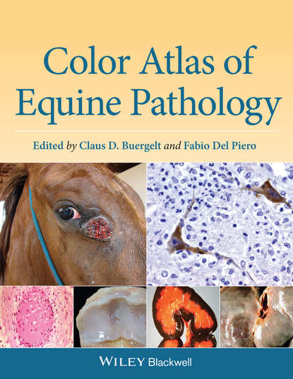 Группа авторов — Color Atlas of Equine Pathology