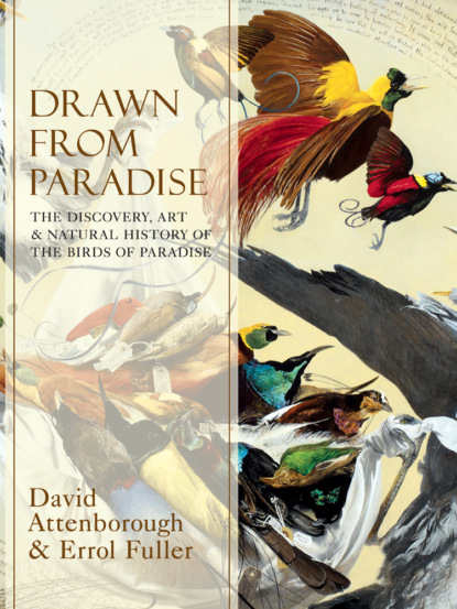 Errol Fuller — Drawn From Paradise: The Discovery, Art and Natural History of the Birds of Paradise