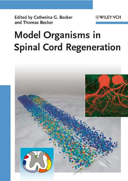 Thomas Becker — Model Organisms in Spinal Cord Regeneration