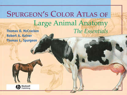 Thomas McCracken O. — Spurgeon's Color Atlas of Large Animal Anatomy