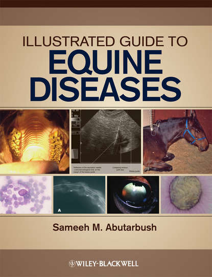 Группа авторов — Illustrated Guide to Equine Diseases