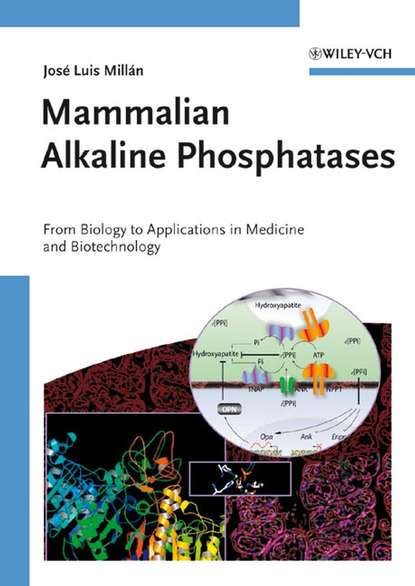 Группа авторов — Mammalian Alkaline Phosphatases