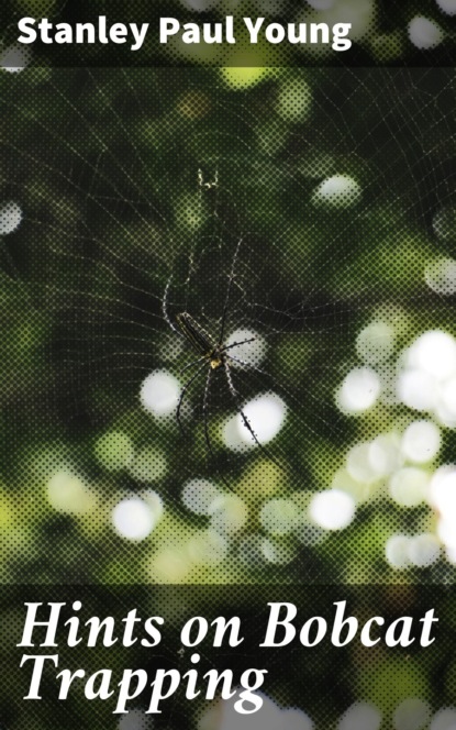 Hints on Bobcat Trapping