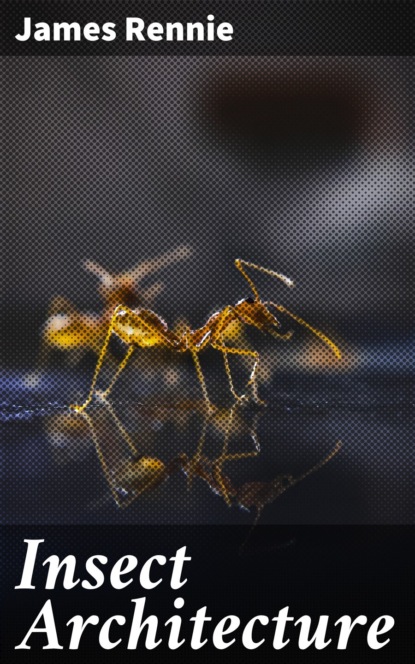 Insect Architecture