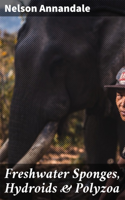 Freshwater Sponges, Hydroids & Polyzoa