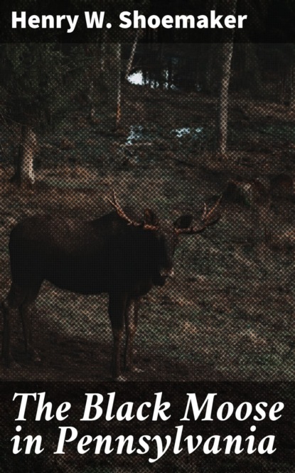 The Black Moose in Pennsylvania