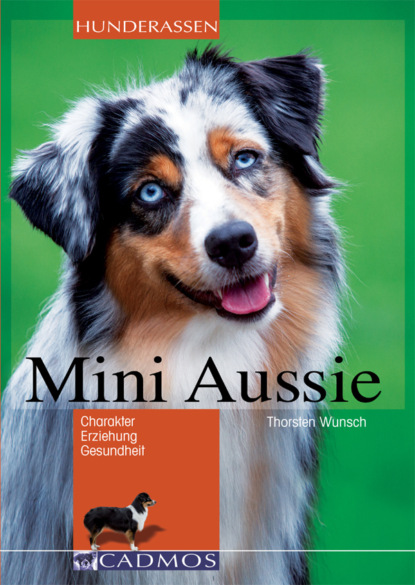 Mini Aussie