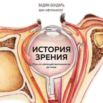 История зрения: путь от светочувствительности до глаза