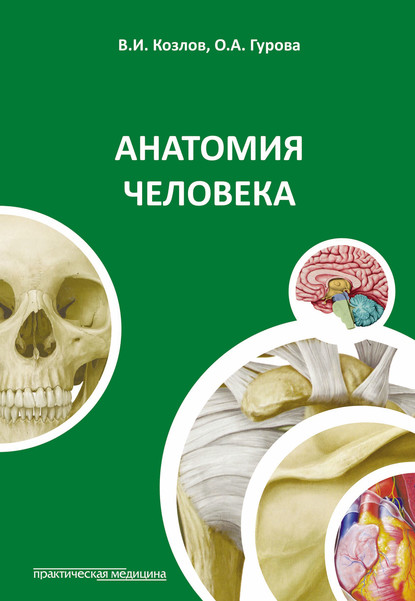 Анатомия человека