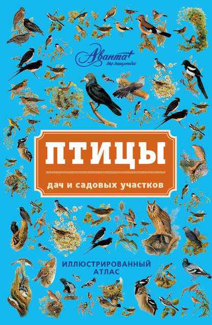 Птицы дач и садовых участков