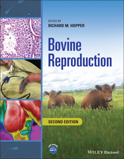 Группа авторов — Bovine Reproduction