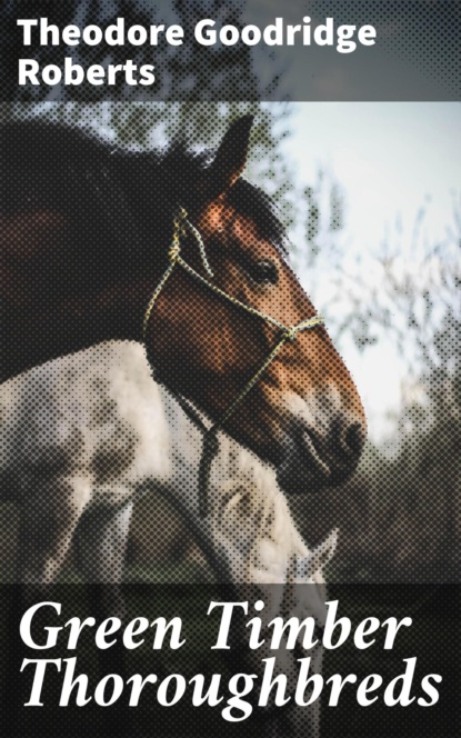 Green Timber Thoroughbreds