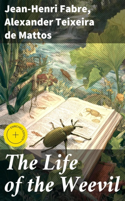 The Life of the Weevil