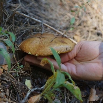 Удивительные факты из жизни грибов: происхождение, мифы и предубеждения