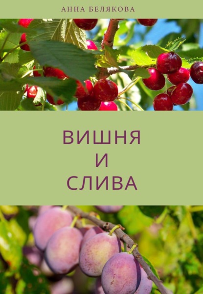 Вишня и слива