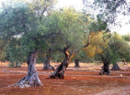 Parpaiola Franco — DIE BAUSTELLE