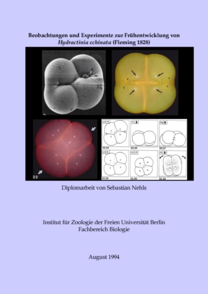 Beobachtungen und Experimente zur Frühentwicklung von Hydractinia echinata (Fleming 1828)