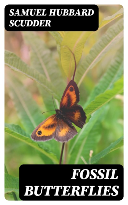 Fossil Butterflies