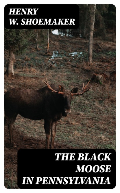 The Black Moose in Pennsylvania