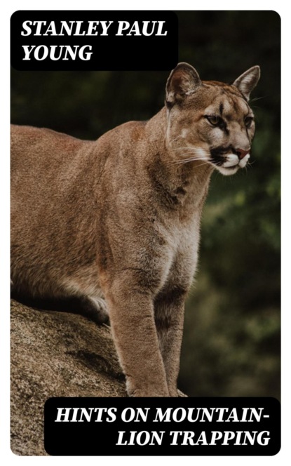 Hints on Mountain-Lion Trapping