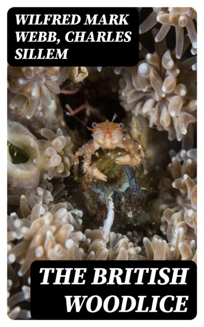 The British Woodlice