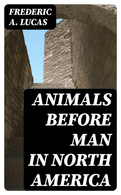 Animals before man in North America