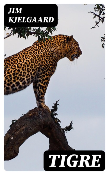 Tigre